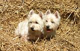 WESTIE 484